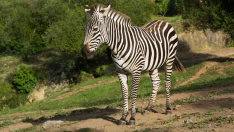Zebra-09