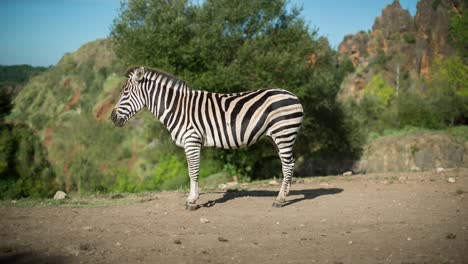 Zebra-14