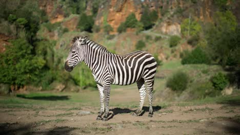 Zebra-15