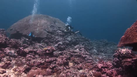 Unterwasseraufnahmen-Von-Korallen-Und-Meereslebewesen-Im-Pazifischen-Ozean-2010er-Jahre