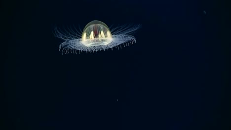 Close-Up-Shots-Of-A-Cosmic-Jellyfish-In-The-Waters-Off-American-Samoa-2017