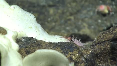 Footage-From-Noaa'S-Exploration-Of-Biodiversity-Hot-Spots-In-The-Mariana-Trench-2016
