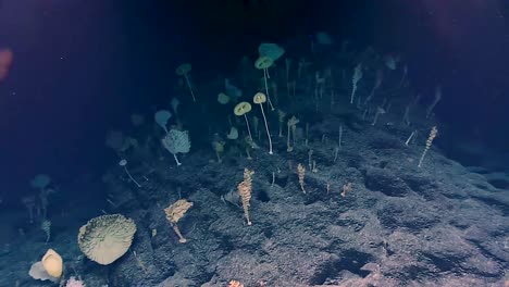 Noaa-Explores-Weird-Sponges-Found-In-The-Deep-Ocean-2017