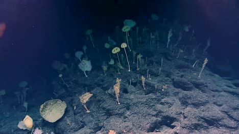 Weird-Ocean-Sponges-Are-Found-By-Noaa-In-The-Deep-Ocean-2017