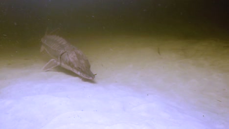 Unterwasseraufnahmen-Eines-Golfstörs-(Acipenser-Oxyrinchus-Desotoi)-2018