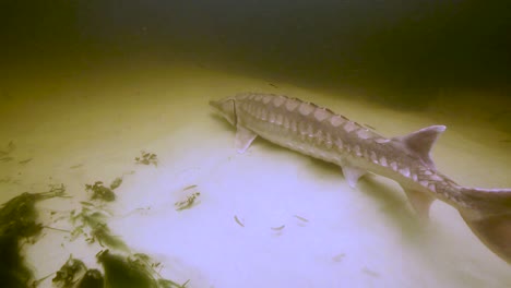 An-Endangered-Gulf-Sturgeon-(Acipenser-Oxyrinchus-Desotoi)-Is-Released-Back-Into-The-Water-2018