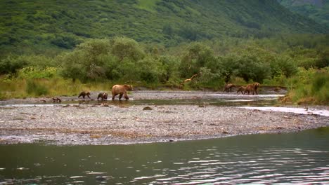 Mother-Kodiak-Bear-(Ursus-Arctos-Middendorffi)-With-Cubs-Fishing-In-A-Creek-Nwr-Alaska-2007