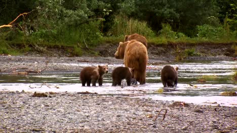 A-Mother-Kodiak-Bear-(Ursus-Arctos-Middendorffi)-With-Her-Cubs-Fishing-In-A-Creek-Nwr-Alaska-2007