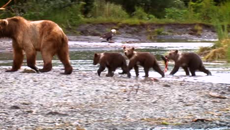 Una-Madre-Oso-Kodiak-(ursus-Arctos-Middendorffi)-Y-Sus-Cachorros-Pescando-En-Un-Arroyo-Nwr-Alaska-2007