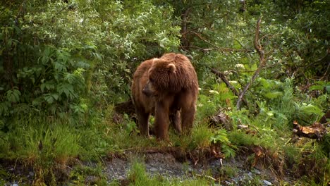 A-Mother-Kodiak-Bear-(Ursus-Arctos-Middendorffi)-National-Wildlife-Reserve-Alaska-2007