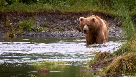 A-Mother-Kodiak-Bear-(Ursus-Arctos-Middendorffi)-Fishing-In-A-Creek-With-Her-Cubs-Nwr-Alaska-2007