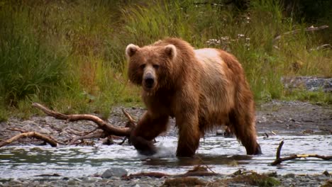 A-Kodiak-Bear-(Ursus-Arctos-Middendorffi)-Fishing-In-A-Creek-Nwr-Alaska-2007
