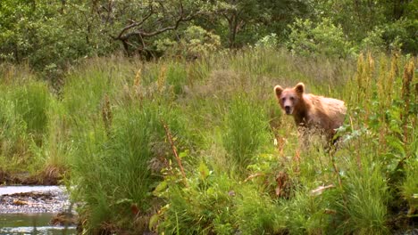 Adult-Kodiak-Bear-(Ursus-Arctos-Middendorffi)-Crosses-Stream-To-Juvenile-Bears-Nwr-2007