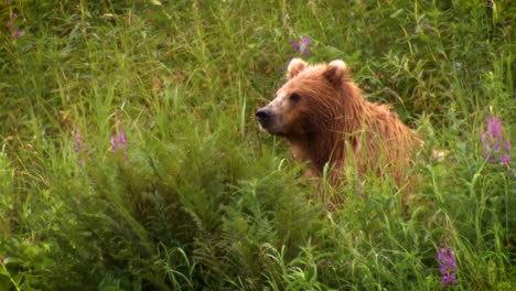 An-Adult-Kodiak-Bear-(Ursus-Arctos-Middendorffi)-Fishing-In-A-Creek-Nwr-Alaska-2007