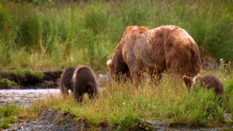 An-Adult-Kodiak-Bear-(Ursus-Arctos-Middendorffi)-Fishing-In-A-Creek-With-Her-Cubs-Nwr-Alaska-2007