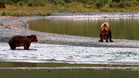 Adultos-Osos-Kodiak-(ursus-Arctos-Middendorffi)-Pescado-En-Un-Arroyo-Nwr-Alaska-2007