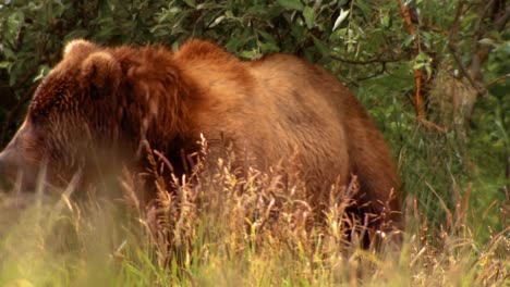 Kodiak-Bear-(Ursus-Arctos-Middendorffi)-Sits-In-Weeds-Nwr-Alaska-2007