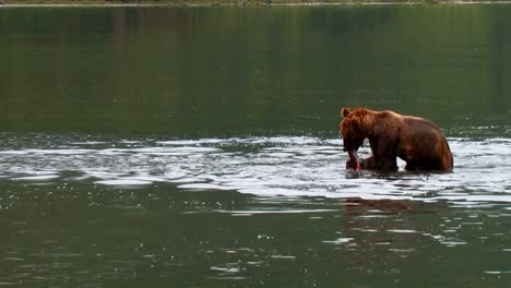 Kodiak-Bear-(Ursus-Arctos-Middendorffi)-Catches-And-Eats-A-Salmon-In-A-Lake-Nwr-Alaska-2007