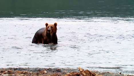 Kodiak-Bears-(Ursus-Arctos-Middendorffi)-Hang-Out-Near-A-River-Nwr-Alaska-2007