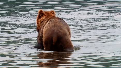 Kodiak-Bear-(Ursus-Arctos-Middendorffi)-Wades-In-A-River-Fishing-For-Salmon-Nwr-Alaska-2007