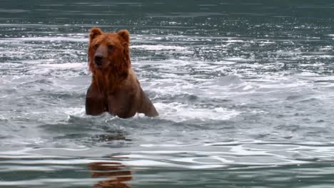 Kodiak-Bear-(Ursus-Arctos-Middendorffi)-Catches-And-Eats-A-Salmon-Nwr-Alaska-2007