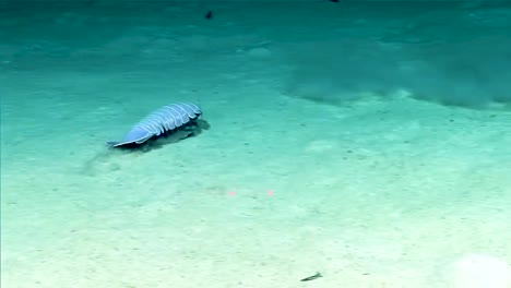 Giant-Isopod-In-The-Gulf-Of-Mexico-2017