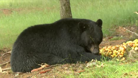 Nahaufnahme-Eines-Schwarzbären-(Ursus-Americanus),-Der-Äpfel-2016-Isst