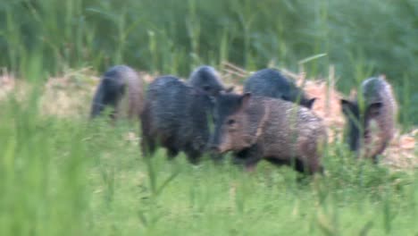 A-Group-Of-Javelinas-And-Their-Younglings-(Pecar-Tejacu)-Foreging-In-Grass-2016