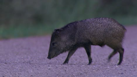 A-Young-Javelina-(Pecar-Tejacu)-Foreging-For-Grass-Group-Of-Young-Javelinas-2016