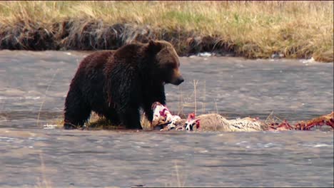 Grizzlybär-(Ursus-Arctos)-Im-Yellowstone-Nationalpark-In-Seichtem-Wasser,-Der-Reste-Von-Hirschb-Rolle-Isst