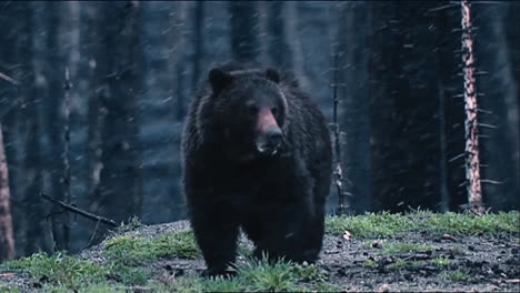 Grizzly-Bear-(Ursus-Arctos)-Eating-With-A-Dark-Forest-Behind-And-Heavy-Snow-Fall-B-Roll