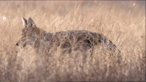 Coyote-(Canis-Latrans)-In-Tall-Luz-Brown-Grass-At-Yellowstone-National-Park-B-Roll