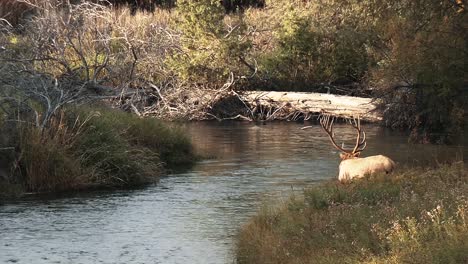A-Large-Elk-Buck-Is-At-The-Right-Edge-Of-A-Small-River-National-Bison-Range-Montana-B-Roll