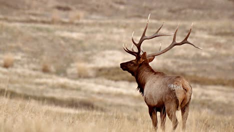 Close-Ups-Of-A-Large-Elk-Buck-In-A-Grassy-Field-National-Bison-Range-Montana-B-Roll
