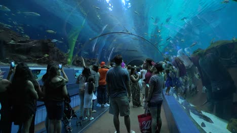 Visitors-walk-in-an-underwater-tunnel-at-an-aquarium