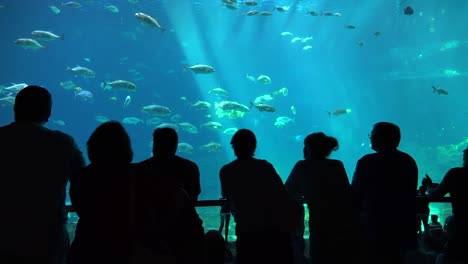 Besucher-Stehen-Vor-Einem-Riesigen-Unterwassertank-Voller-Fischhaie-Und-Mantarochen-In-Einem-Aquarium