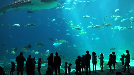 Besucher-Stehen-Vor-Einem-Riesigen-Unterwassertank-Voller-Fischhaie-Und-Mantarochen-In-Einem-Aquarium-1