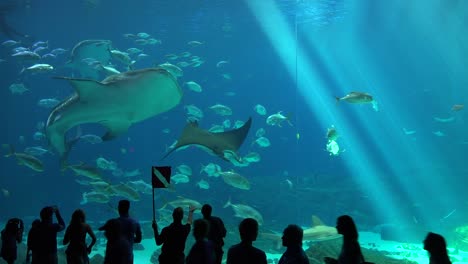 Besucher-Stehen-Vor-Einem-Riesigen-Unterwassertank-Voller-Fischhaie-Und-Mantarochen-In-Einem-Aquarium-4