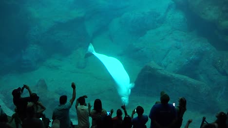 Visitors-are-silhouetted-against-a-huge-underwater-tank-with-a-white-whale-performing