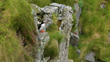 Ein-Papageientaucher-Lugt-Zwischen-Einigen-Grasbewachsenen-Felsen-In-Reykjavik-Island-Hervor