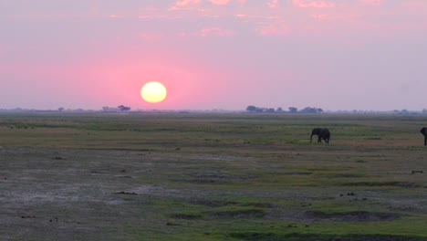 Elefanten-Laufen-Bei-Sonnenuntergang-Oder-Sonnenaufgang-Auf-Den-Ebenen-Afrikas