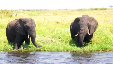 Elephants-Drink-In-Slow-Motion-From-The-Kwando-River-On-The-Caprivi-Strip-In-Namibia