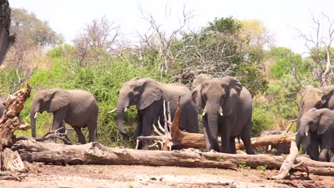 A-Large-Herd-Of-Elephants-Walks-In-Extreme-Slow-Motion-Along-The-Caprivi-Strip-In-Namibia