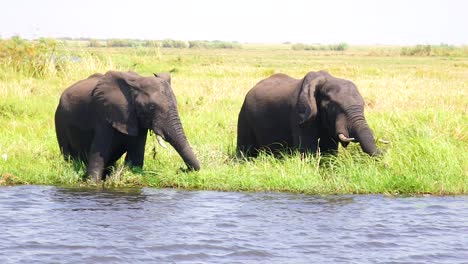 Elephants-Drink-In-Slow-Motion-From-The-Kwando-River-On-The-Caprivi-Strip-In-Namibia-2