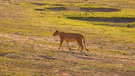 Female-Lion-Lioness-Walks-In-Slow-Motion-Across-The-Savannah-In-Namibia