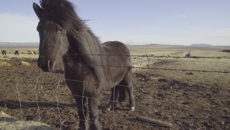 Schöne-Aufnahme-Isländischer-Ponys-Auf-Einem-Feld