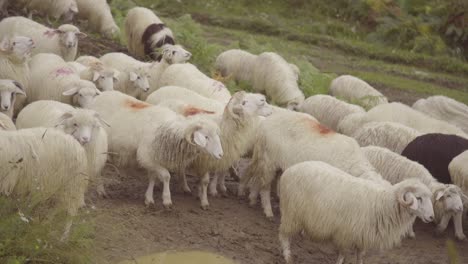Sheep-Are-Herded-On-A-Road-In-Kosovo-Balkans