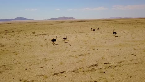 Buena-Antena-De-Avestruces-Corriendo-En-El-Desierto-De-Namib,-Namibia