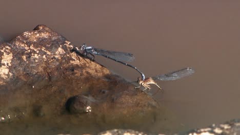 A-Dragonfly-Lifts-Another-Dragonfly-Out-Of-A-Puddle-And-A-Beetle-And-A-Mayfly-Are-Shown-In-A-Wilderness-In-North-America