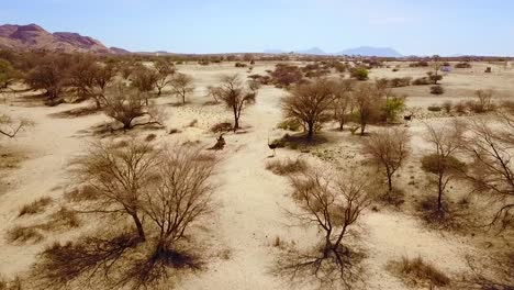 Buena-Antena-De-Un-Avestruz-Corriendo-En-El-Desierto-De-Namib,-Namibia